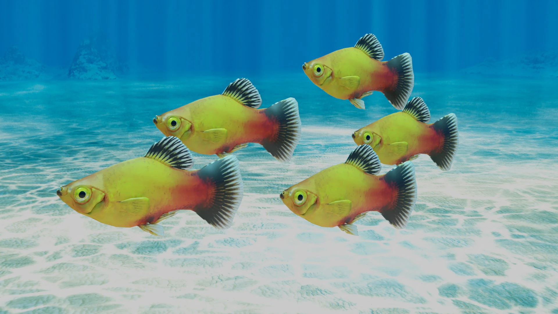 Platy Fish 3D Model .c4d .max .obj .3ds .fbx .stl .blend 