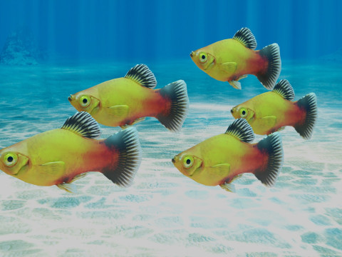 Platy Fish Modelo 3D