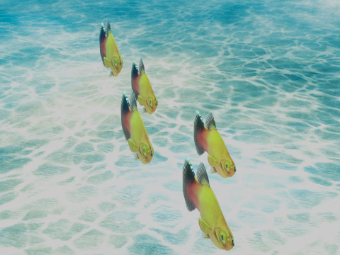 Platy Fish Modelo 3D
