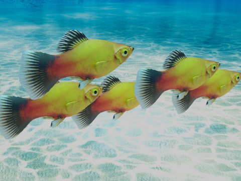 Platy Fish Modelo 3D