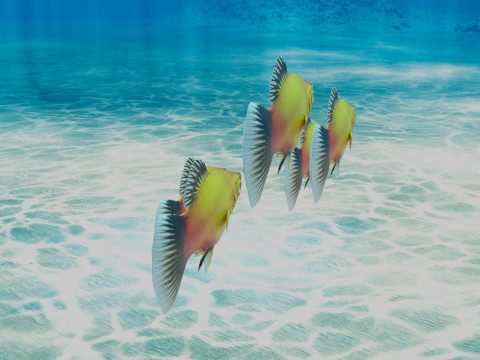 Platy Fish Modelo 3D