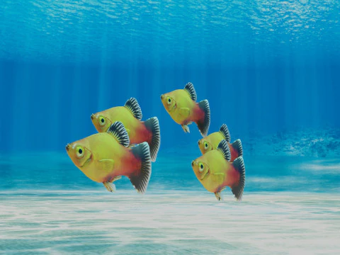 Platy Fish 3D Model
