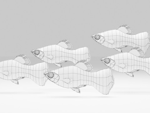 Platy Fish Modelo 3D