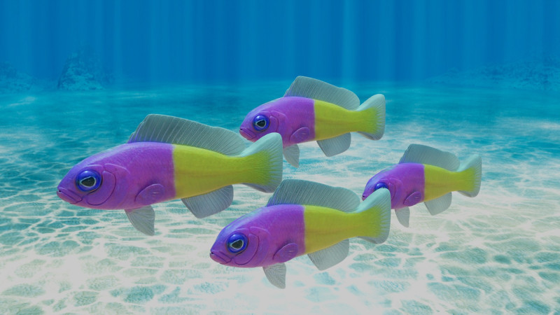 Bicolor Dottyback Fish Modèle 3D .c4d .max .obj .3ds .fbx .stl .blend 