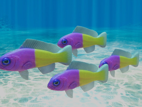Bicolor Dottyback Fish Model 3D