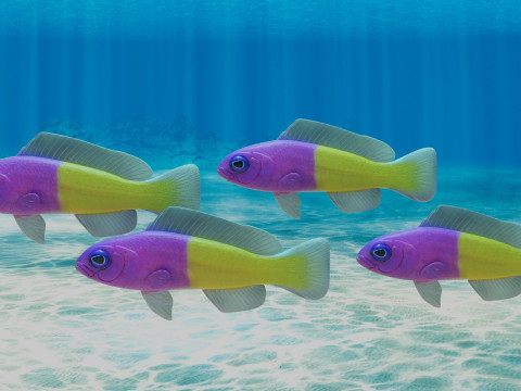Bicolor Dottyback Fish Modèle 3D
