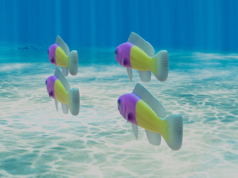 Bicolor Dottyback Fish Modèle 3D