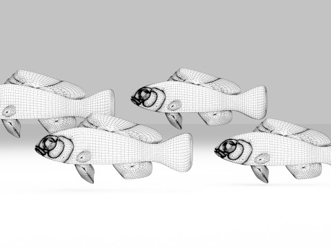 Bicolor Dottyback Fish Modèle 3D