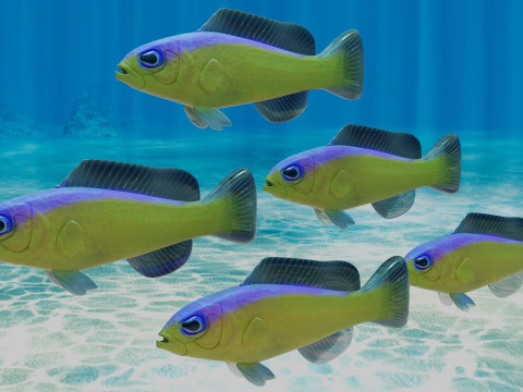 Purple Stripe Dottyback Fish Model 3D