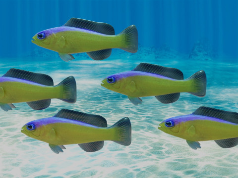 Purple Stripe Dottyback Fish Model 3D