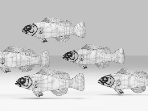 Purple Stripe Dottyback Fish 3D Model