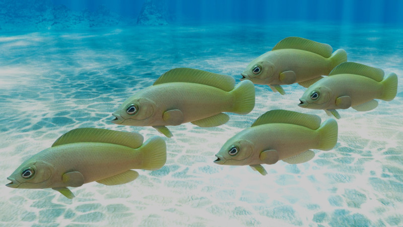 Yellow Dottyback Fish Model 3D .c4d .max .obj .3ds .fbx .stl .blend 