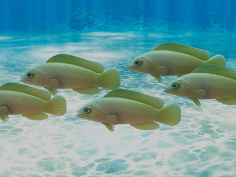 Yellow Dottyback Fish 3D Model