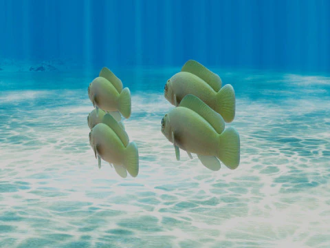 Yellow Dottyback Fish 3D Model