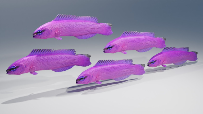 Orchid Dottyback Fish Modelo 3D .c4d .max .obj .3ds .fbx .stl .blend 