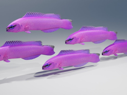 Orchid Dottyback Fish 3D 模型