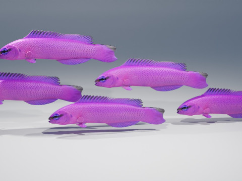 Orchid Dottyback Fish Modelo 3D