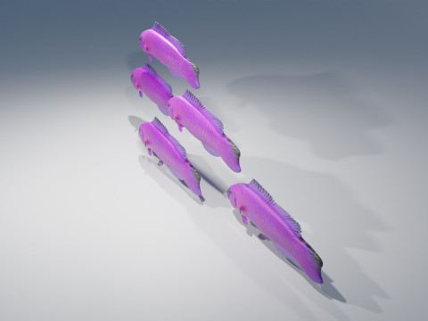 Orchid Dottyback Fish Modelo 3D