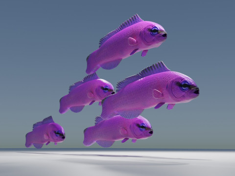 Orchid Dottyback Fish Modelo 3D