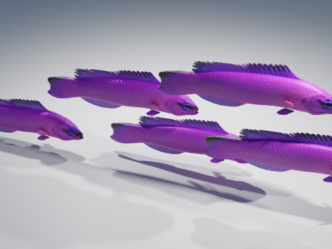 Orchid Dottyback Fish Modelo 3D
