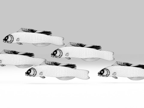 Orchid Dottyback Fish Modelo 3D