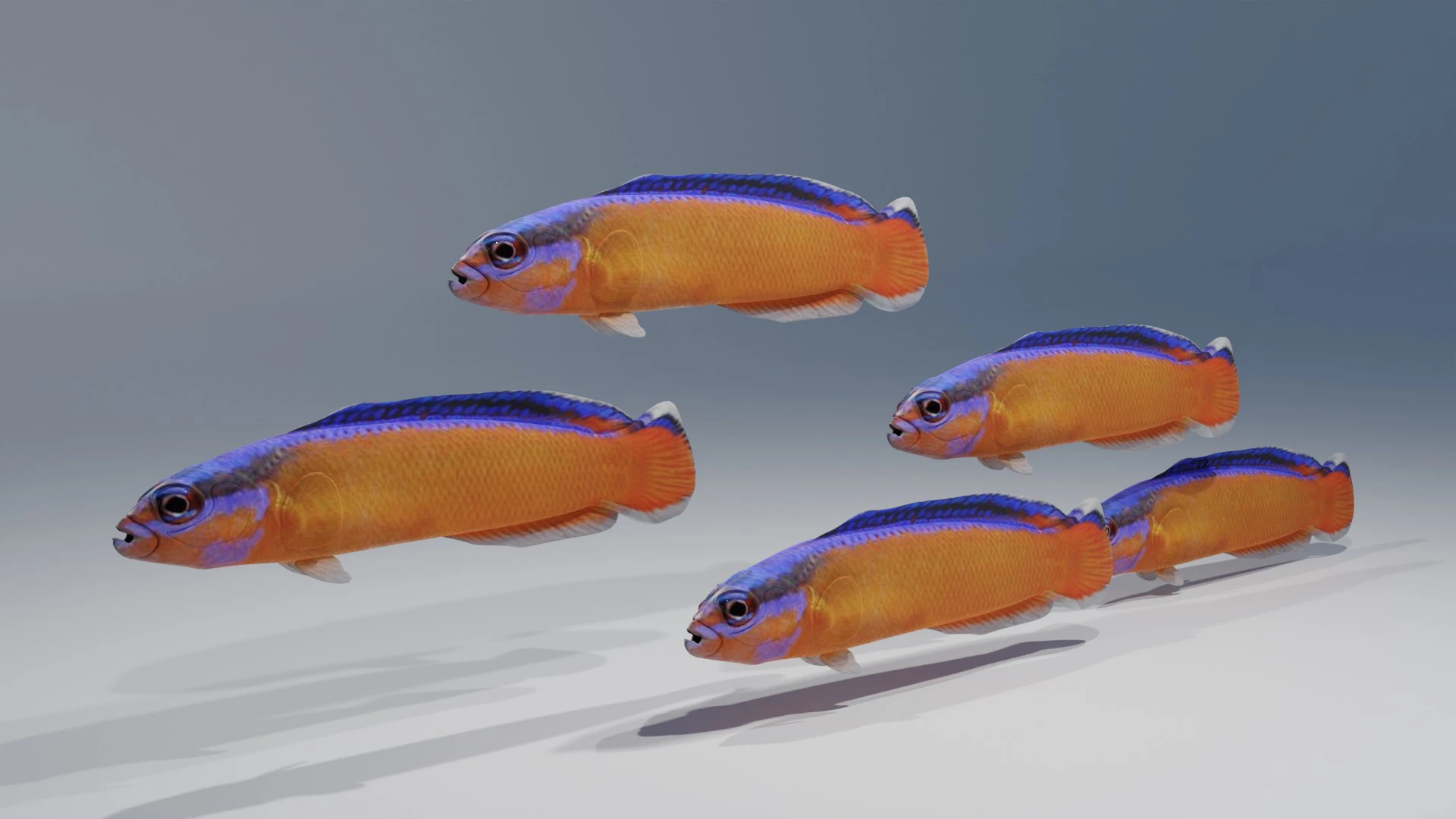 Neon Dotyyback Fish 3D Model .c4d .max .obj .3ds .fbx .stl .blend 
