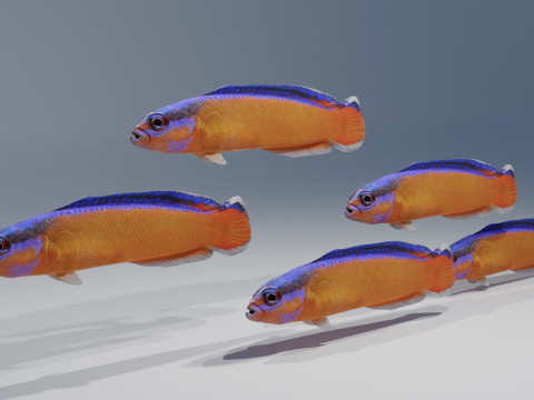 Neon Dotyyback Fish Modelo 3D
