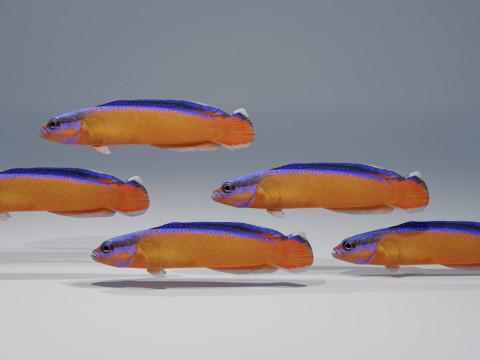 Neon Dotyyback Fish 3D Модель