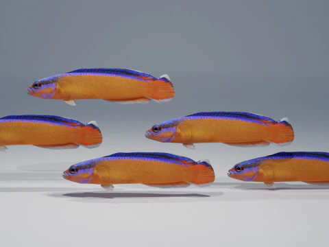 Neon Dotyyback Fish 3D Model