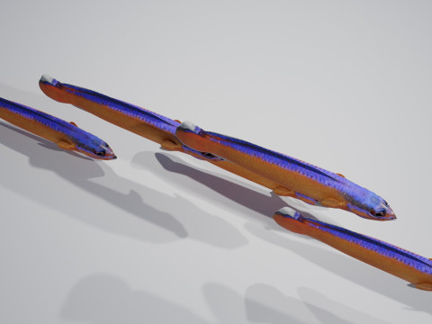 Neon Dotyyback Fish 3D Модель