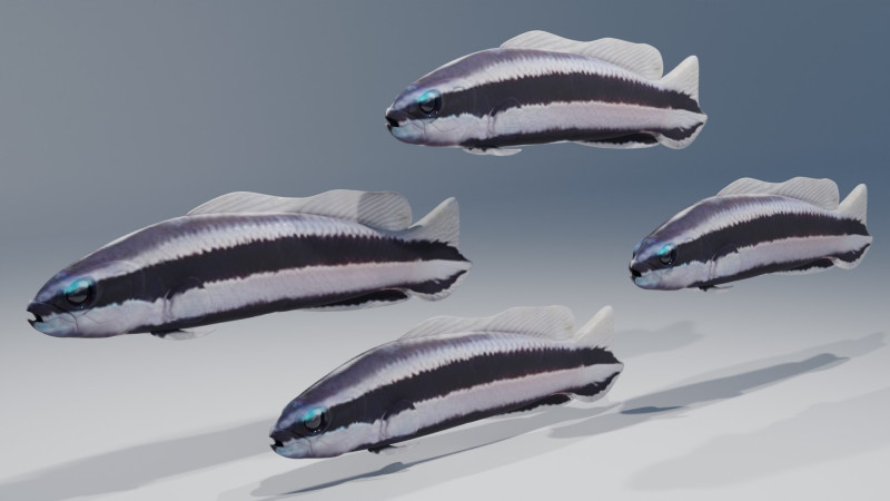Striped Dottyback Fish Modello 3D .c4d .max .obj .3ds .fbx .stl .blend 