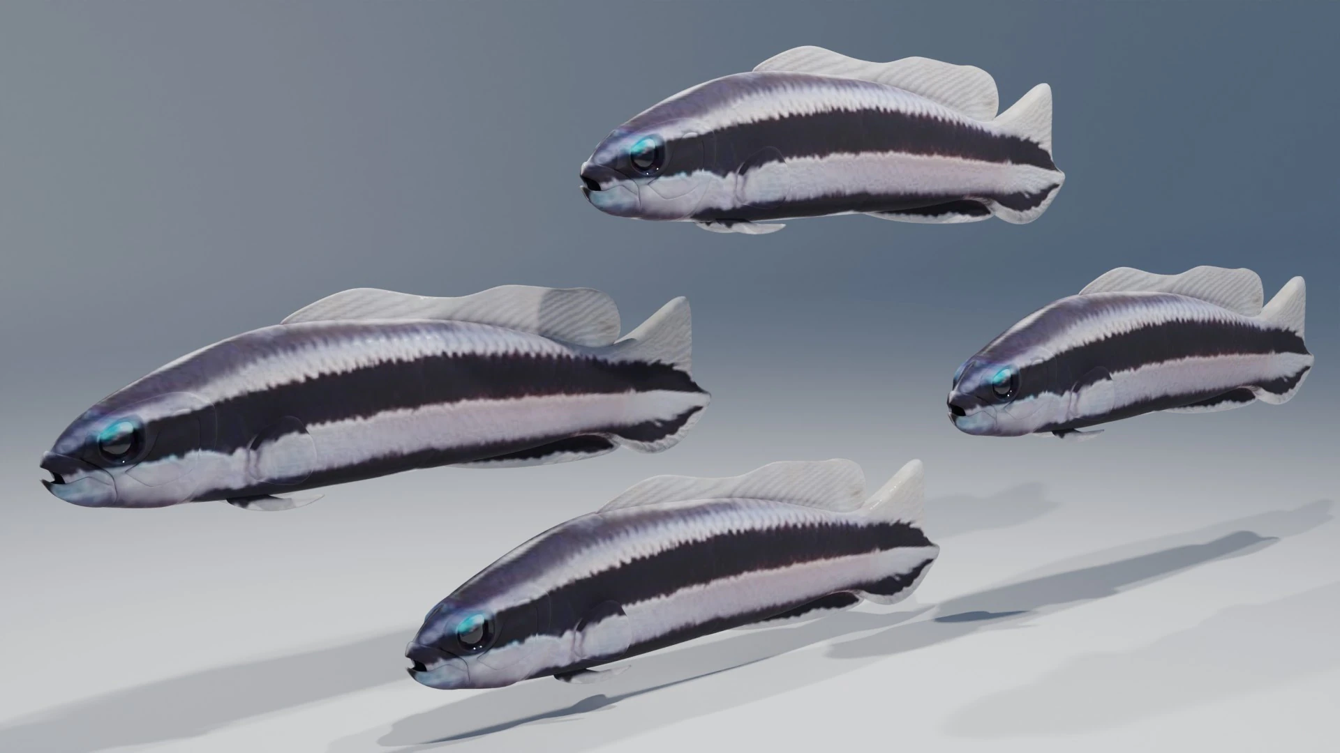 Striped Dottyback Fish 3D Model .c4d .max .obj .3ds .fbx .stl .blend 
