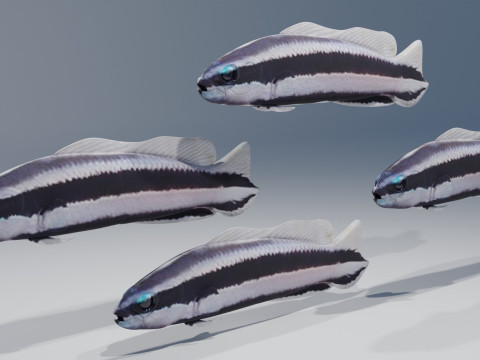 Striped Dottyback Fish Modelo 3D