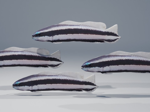Striped Dottyback Fish Modello 3D