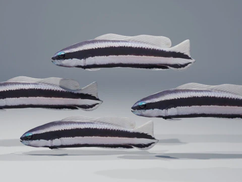 Striped Dottyback Fish 3D Model