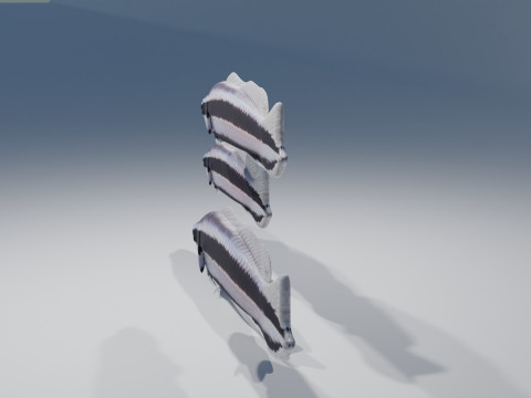 Striped Dottyback Fish Modello 3D