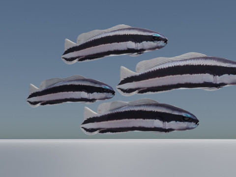 Striped Dottyback Fish Modello 3D