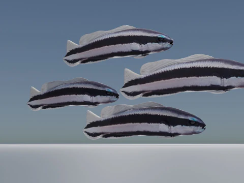 Striped Dottyback Fish 3D Model