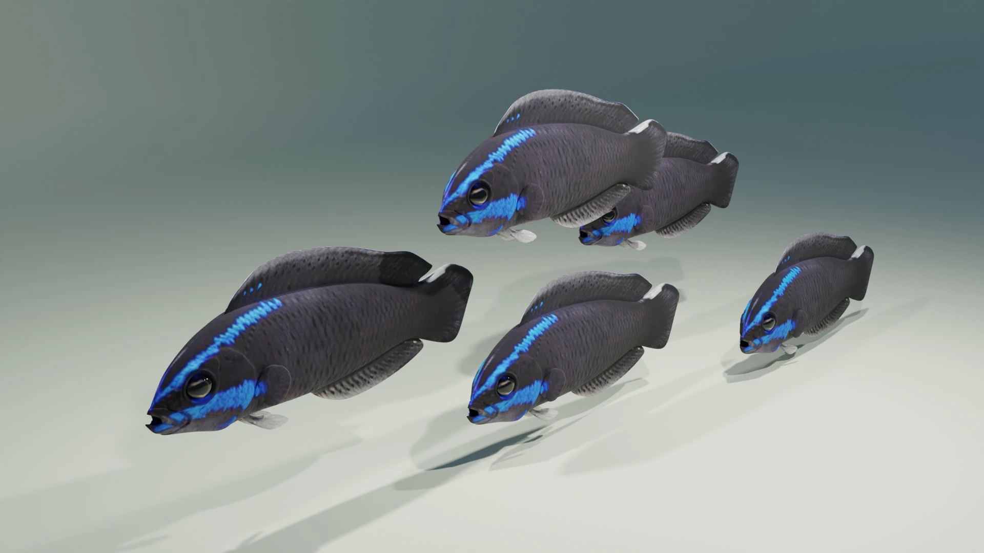 Springeri Dottyback Fish 3D Model .c4d .max .obj .3ds .fbx .stl .blend 