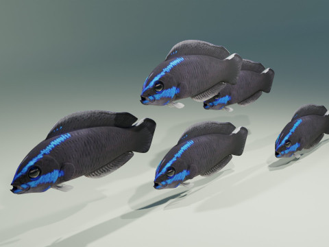 Springeri Dottyback Fish 3D Model