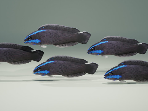 Springeri Dottyback Fish Modelo 3D