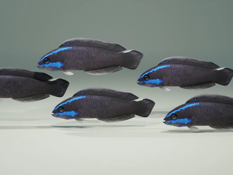 Springeri Dottyback Fish 3D Model