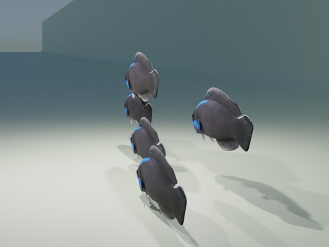 Springeri Dottyback Fish Modelo 3D