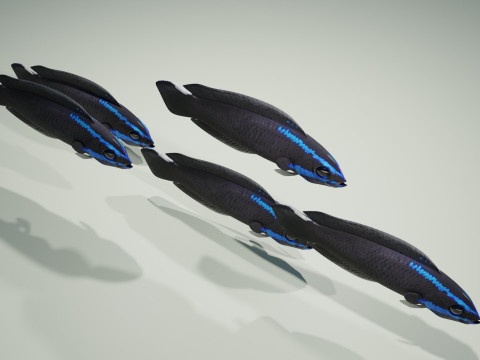 Springeri Dottyback Fish Modelo 3D