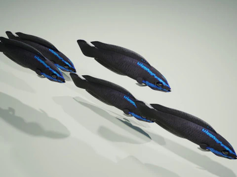 Springeri Dottyback Fish 3D Model