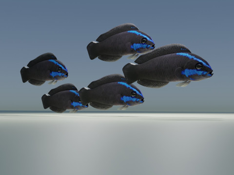Springeri Dottyback Fish Modelo 3D