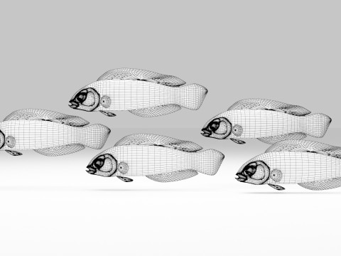 Springeri Dottyback Fish Modelo 3D