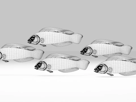 Springeri Dottyback Fish 3D Model