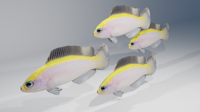 Sunrise Dottyback Fish Modelo 3D .c4d .max .obj .3ds .fbx .stl .blend 