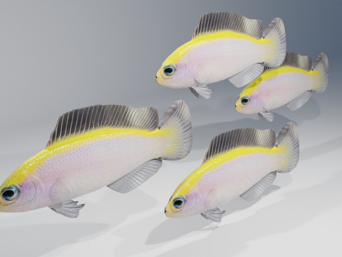 Sunrise Dottyback Fish 3D मॉडल